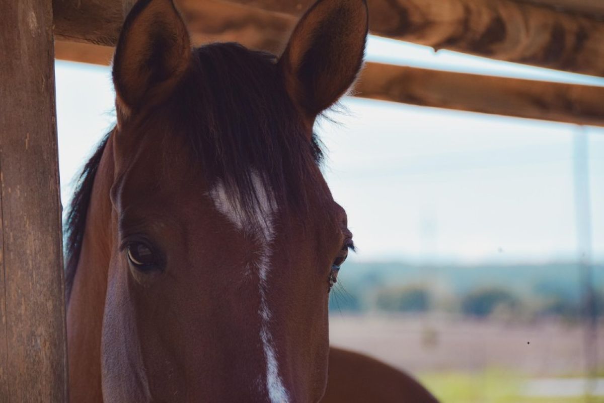 3 jours de stage équicoaching  Saint-Pierre-d&rsquo;Eyraud