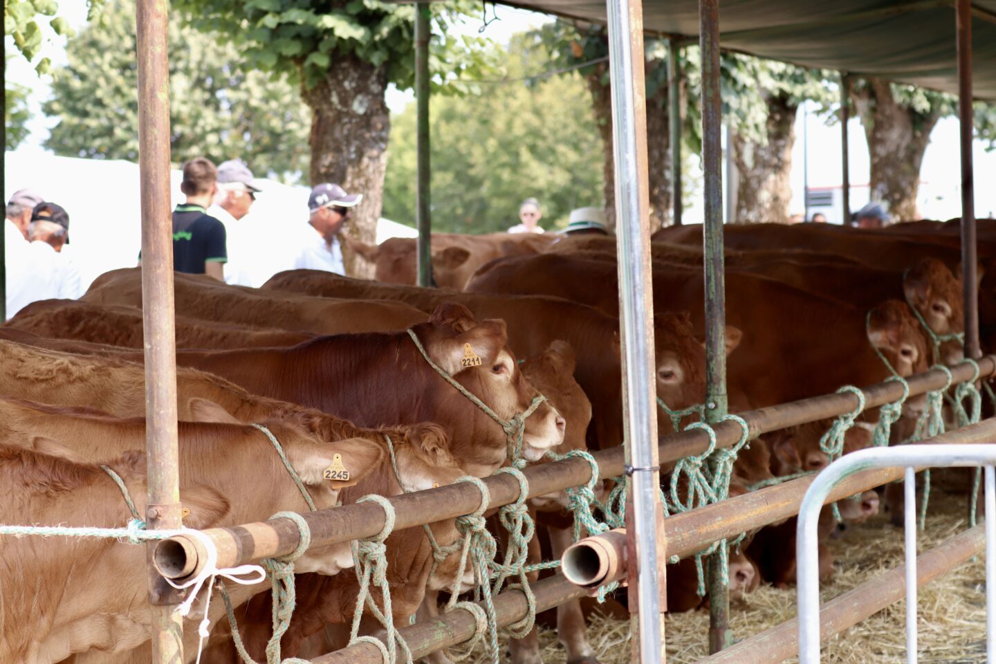 42e édition des Journées de la Viande Limousine et des savoir-faire locaux Place de la Libération et dans la ville Saint-Léonard-de-Noblat 2026-08-15