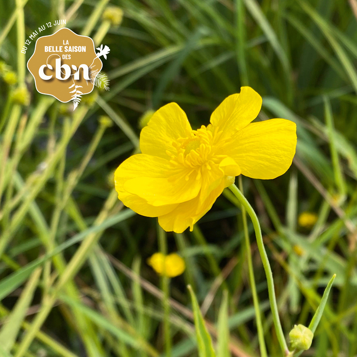 A la découverte de la flore du marais du Chancelier – Creuse, Les Brejassoux, Saint-Fiel