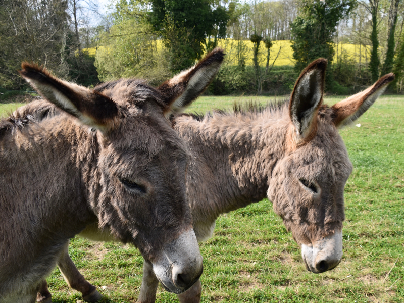 A la découverte de l'âne et de son univers 16 Route de la Chapelle Restigné 2026-04-17