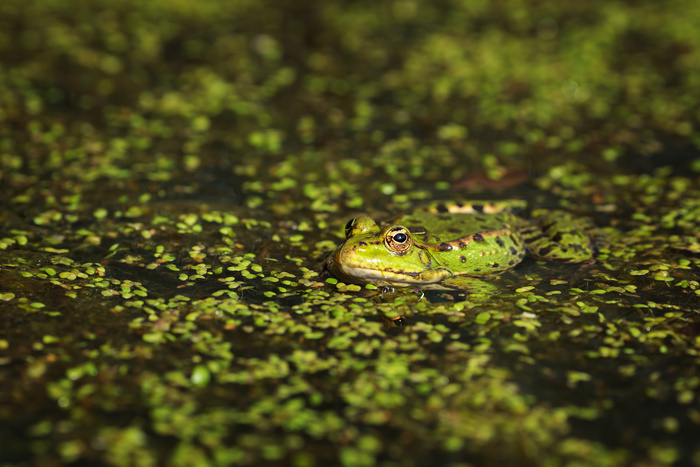 A la découverte des amphibiens, Rdv au 83 Rue du Faubourg de Roubaix, devant l’entrée de l’allée Reysa Bernson, Lille