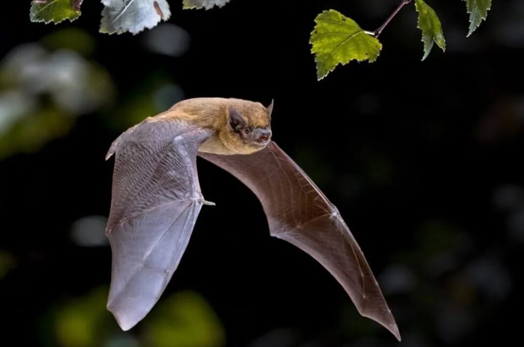 A la découverte des chauves-souris Réserve naturelle du Marais d&rsquo;Orx Labenne