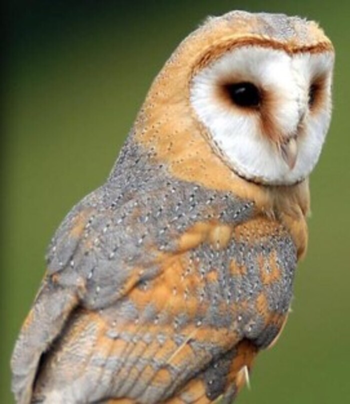 A la découverte des chouettes, Parking des Riboussailles, Équemauville