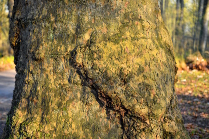 A la découverte des écorces d&rsquo;arbres, Parc de la Citadelle, Lille