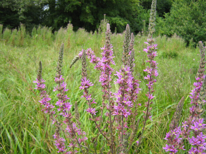 A la découverte des milieux naturels autour de l&rsquo;étang de la Pouge (87), Etang de la Pouge, Saint-Auvent