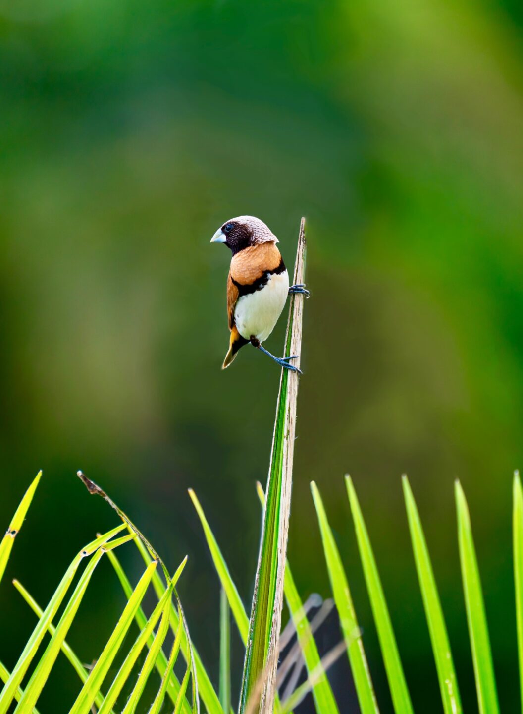 A la découverte des oiseaux, à la réserve départementale de biodiversité d&rsquo;Argentat  Argentat-sur-Dordogne