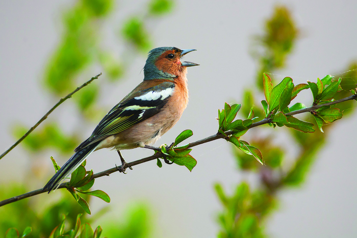 À la découverte des oiseaux des jardins de Fontenay-le-Comte Office de Tourisme VMP Fontenay-le-Comte
