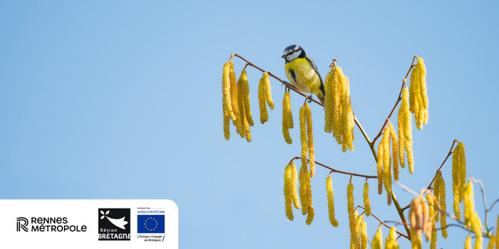 À la découverte des oiseaux des Prairies Saint-Martin à Rennes Prairies Saint-Martin Rennes