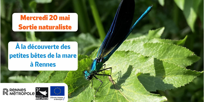 À la découverte des petites bêtes de la mare aux Prairies Saint-Martin à Rennes Prairies Saint-Martin Rennes