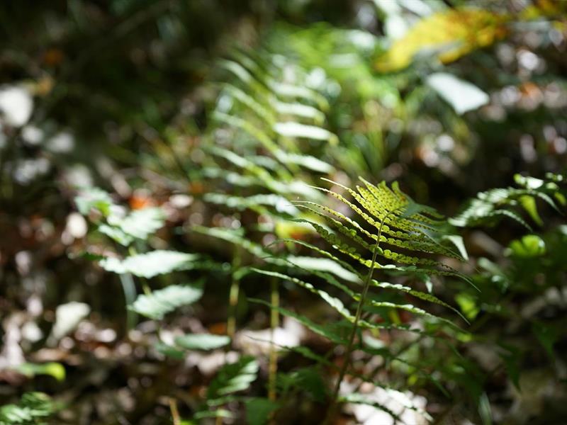 À la découverte des plantes sauvages  Wissembourg 2026-05-10