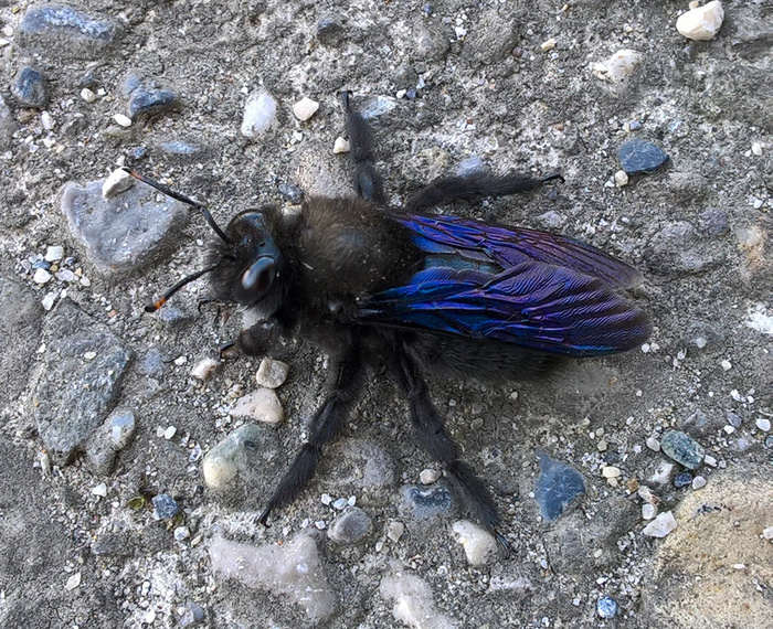À la découverte du jardin et de ses pollinisateurs, Jardin du Coran, Saint-Sauvant