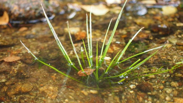 A la recherche de l&rsquo;Isoète à spores épineuses et d&rsquo;autres espèces d&rsquo;intérêt patrimonial de l&rsquo;Etang de Sagnat et bords de Gartempe, Etang de Sagnat, Bessines-sur-Gartempe
