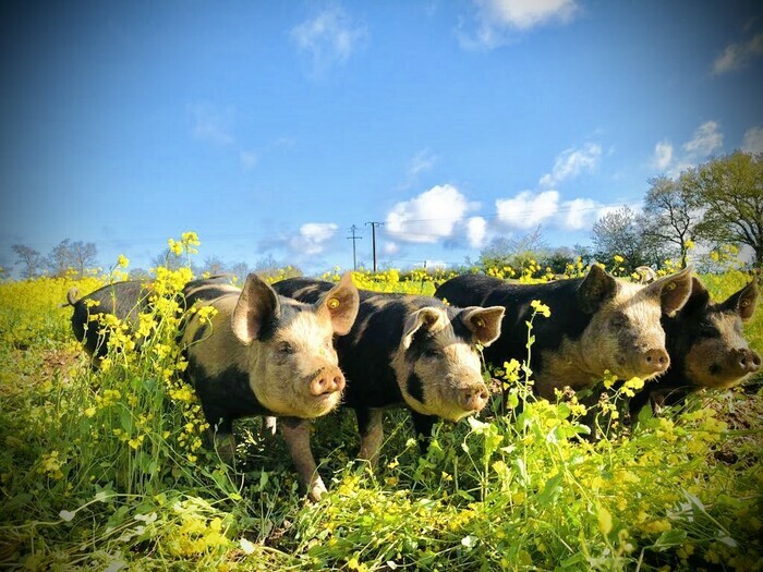 À la rencontre de nos cochons plein air La Ferme de Launay Préaux