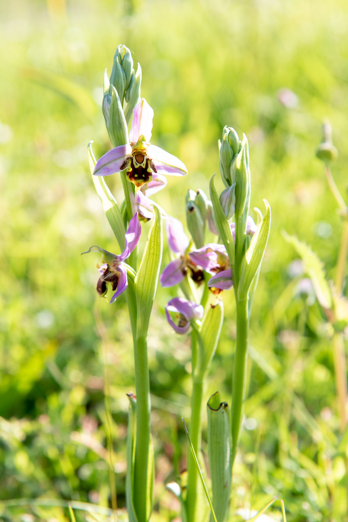 À la rencontre des orchidées des coteaux, Parking du mémorial de Montormel, Coudehard