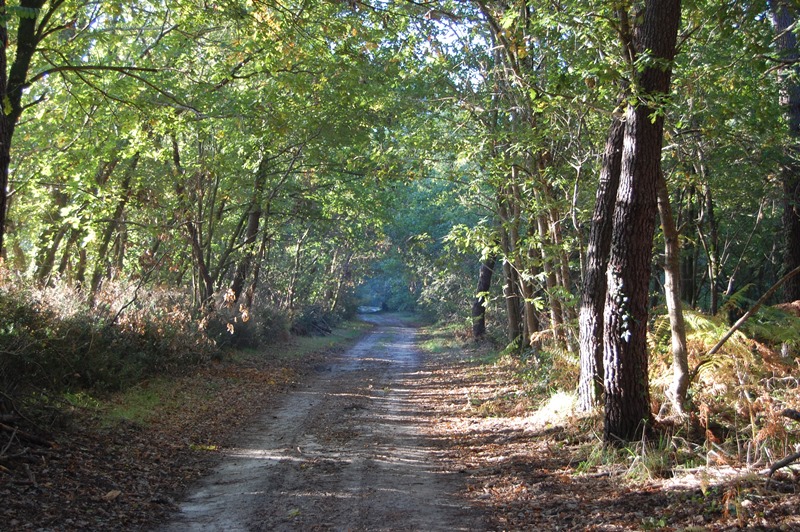 A Saint-Julien-en-Born, circuit du Courant de Contis et de la Plaine de Sable Blanc Saint-Julien-en-Born Landes