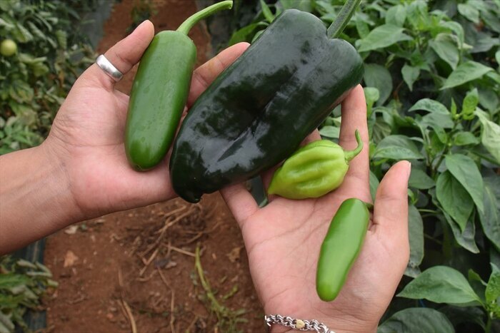 « À toutes les sauces