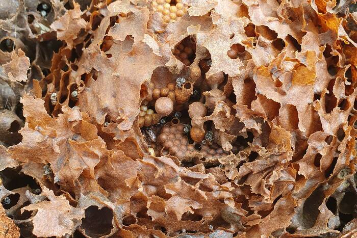 Abeilles en fête, Jardin Botanique de Genève, Chambésy