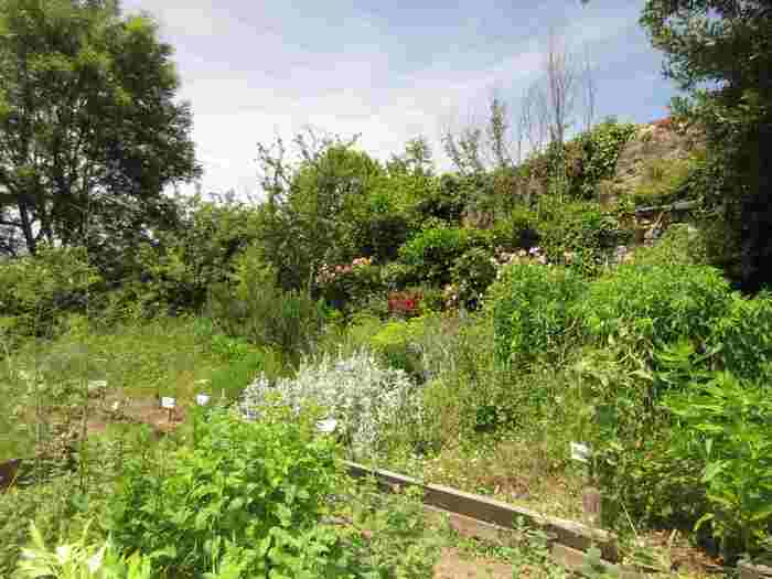 Accueil au jardin médiéval, La Bastidou, Peyrusse-le-Roc