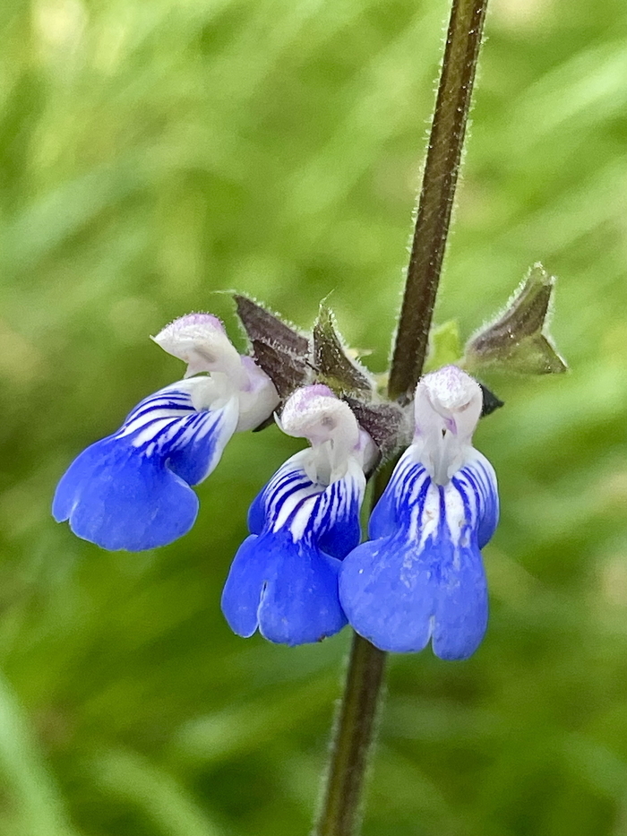 « Accueillir la biodiversité en jardin sec et en verger inondable », Jardin des îles, Éternoz-Vallée-du-Lison