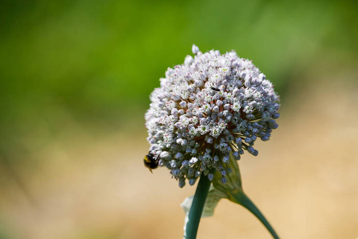 Agissons pour les pollinisateurs Ferme Pédagogique Marcel Dhénin Lille