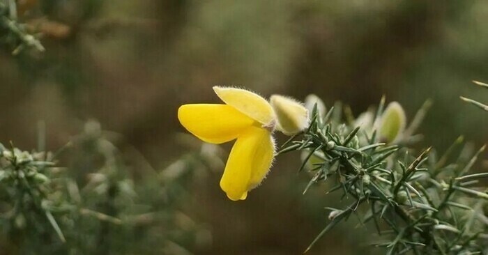 Aïe, ça pique !, Devant l’office de tourisme de la Roche d’Oëtre, Saint-Philbert-sur-Orne, Saint-Philbert-sur-Orne
