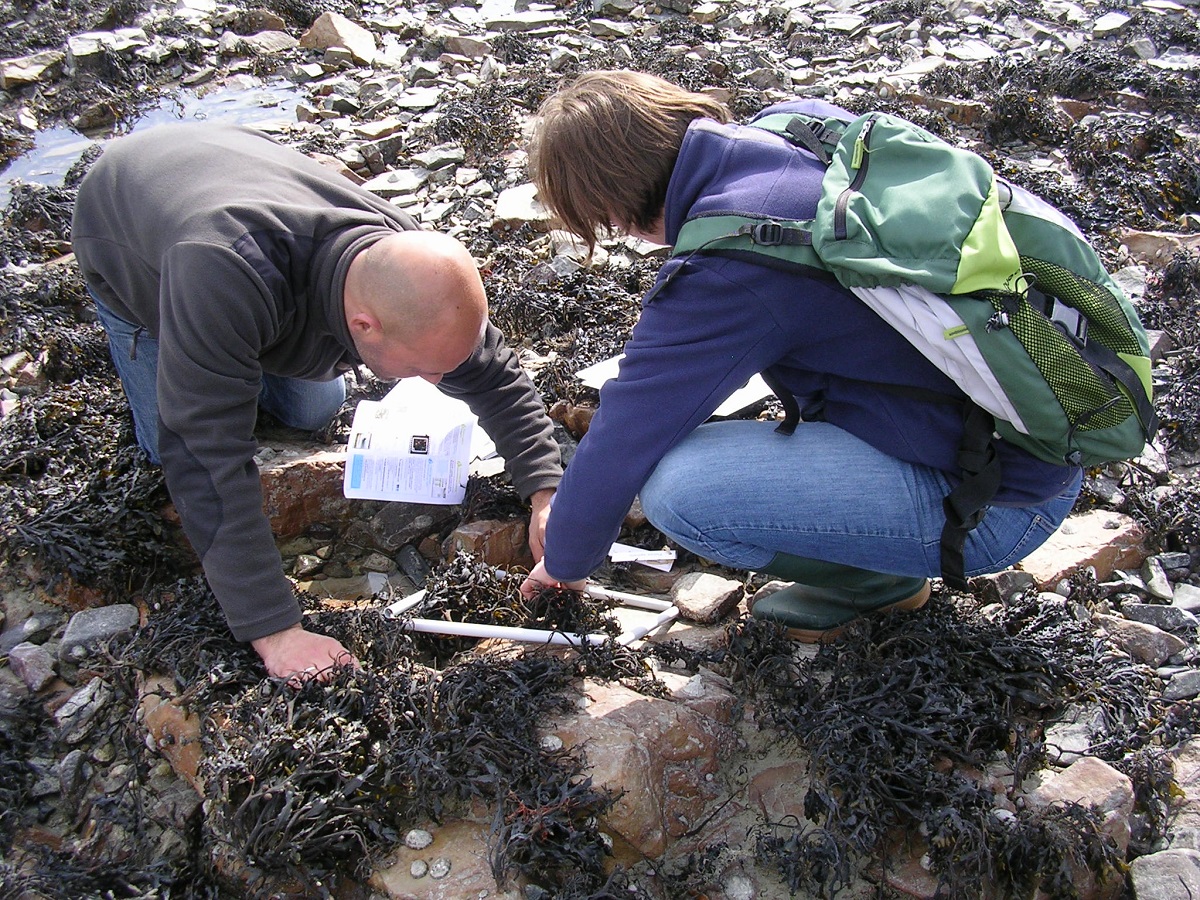 Algues et bigorneaux  Saint-Germain-sur-Ay