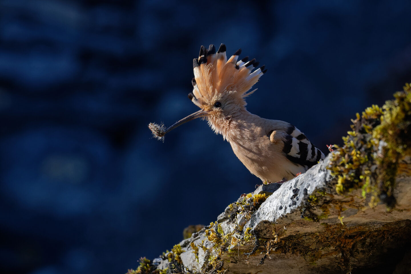 Animation de la LPO Identification et comptage des oiseaux des jardins  Douelle