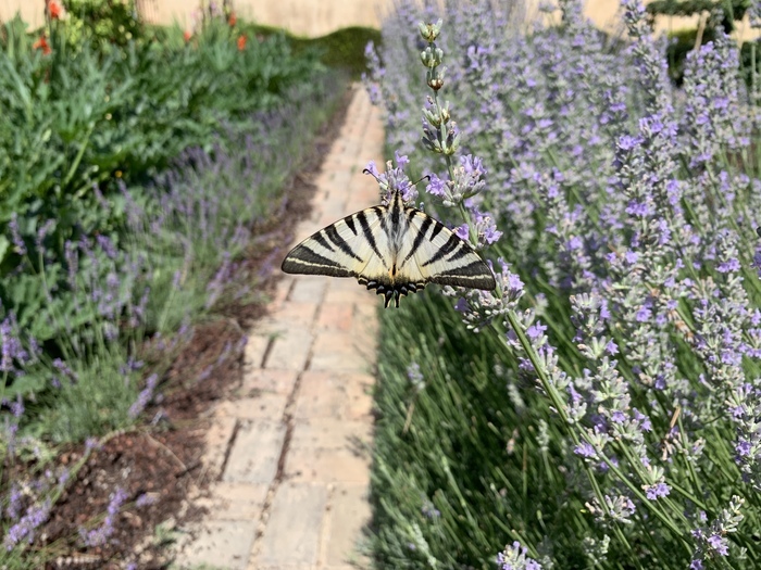 Animations sensorielles Jardins du Château Val Joanis Jardin du château Val Joanis Pertuis