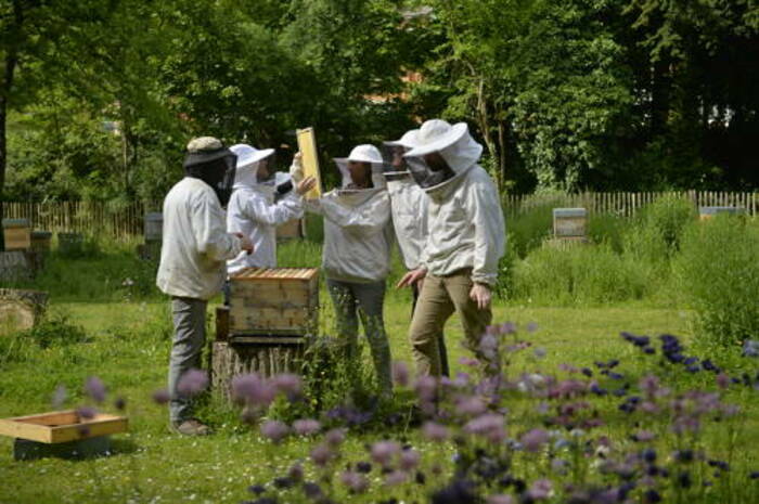 Api Families Jardin des plantes Lille
