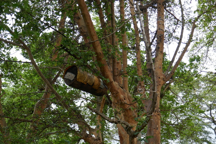 Apiculture proche de la nature
