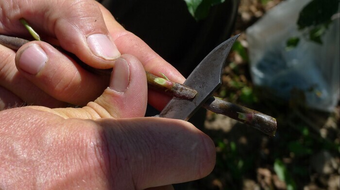 Apprendre à greffer les pommiers en fin d'été (43) Jardins du Conservatoire botanique national du Massif central Chavaniac-Lafayette
