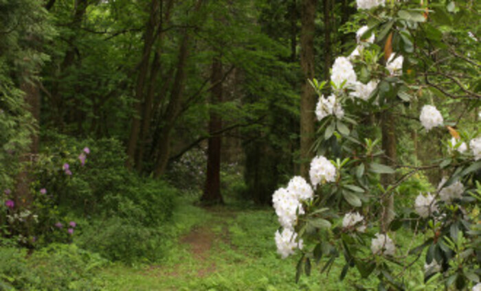 Arboretum forestier de Kysihýbel, Lesnícke arborétum Kysihýbel, Banská Štiavnica