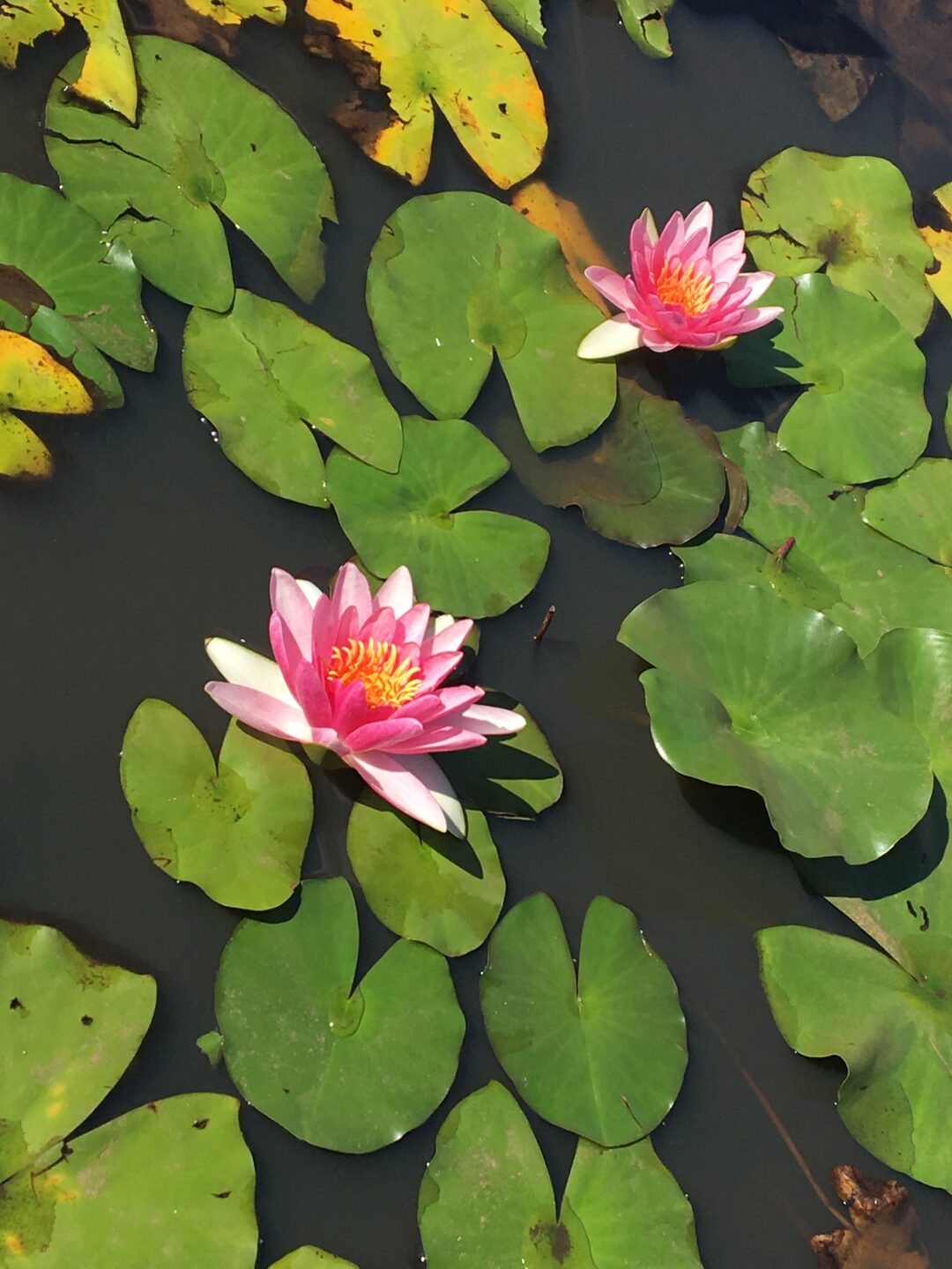 Atelier aquarelle Villa Arnaga Cambo-les-Bains