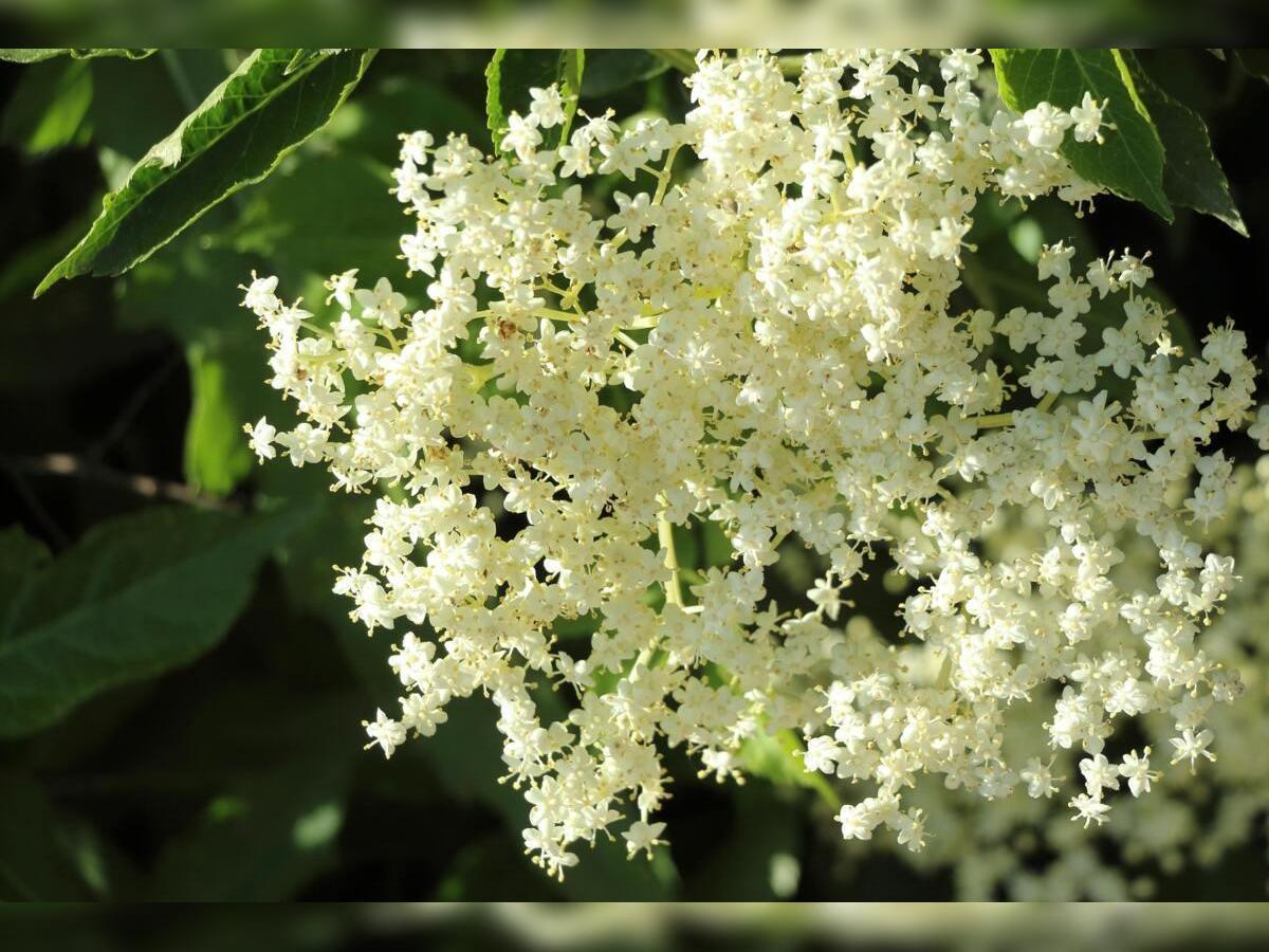 Atelier-balade pétillant de sureau avec Julia Maïer  Gavray-sur-Sienne