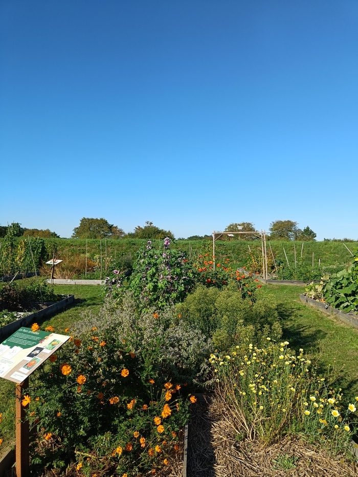 Atelier : confections de sirop de plantes, Potager de Beaumesnil, Mesnil-en-Ouche