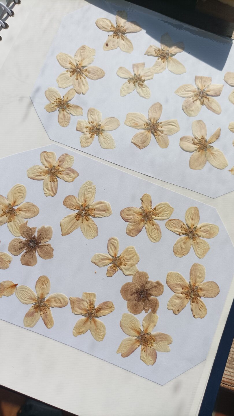 Atelier créatif avec fleurs séchées  Barenton