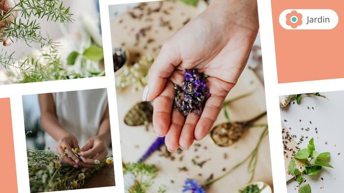 Atelier culinaire. Plantes sauvages et comestibles Médiathèque – Le Grand Logis Bruz