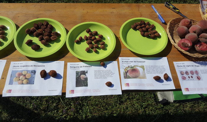 Atelier de greffage et dégustation de pêches de vigne et autres raretés de la saison Jardin Botanique de Genève Chambésy