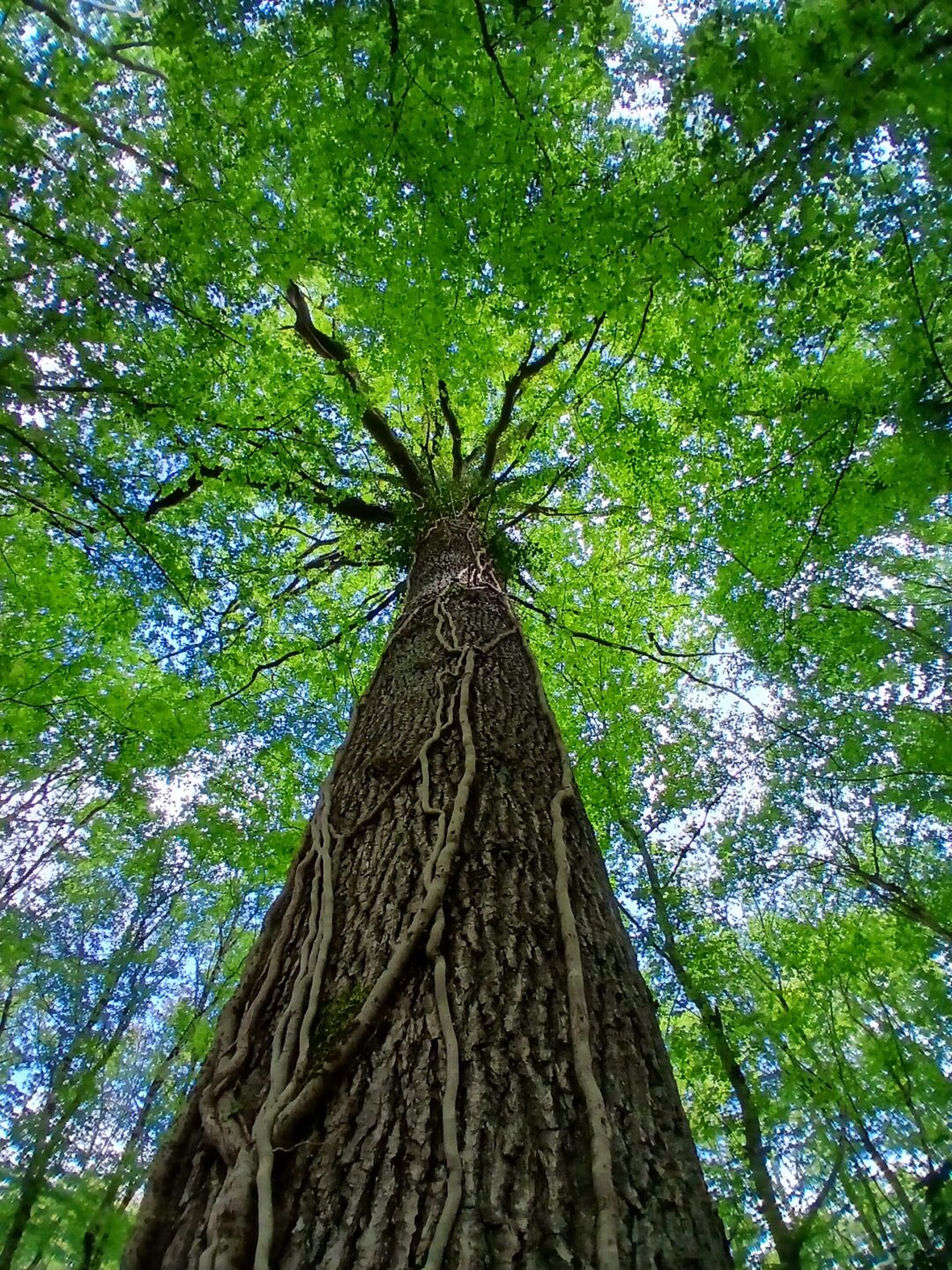 Atelier de sylvoénergétique découvrez les bienfaits des arbres  Feins-en-Gâtinais 2026-05-23