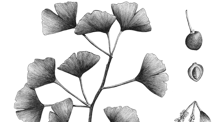 Atelier d&rsquo;illustrations scientifiques (à partir de 6 ans), Musée d&rsquo;arts de Nantes, Nantes