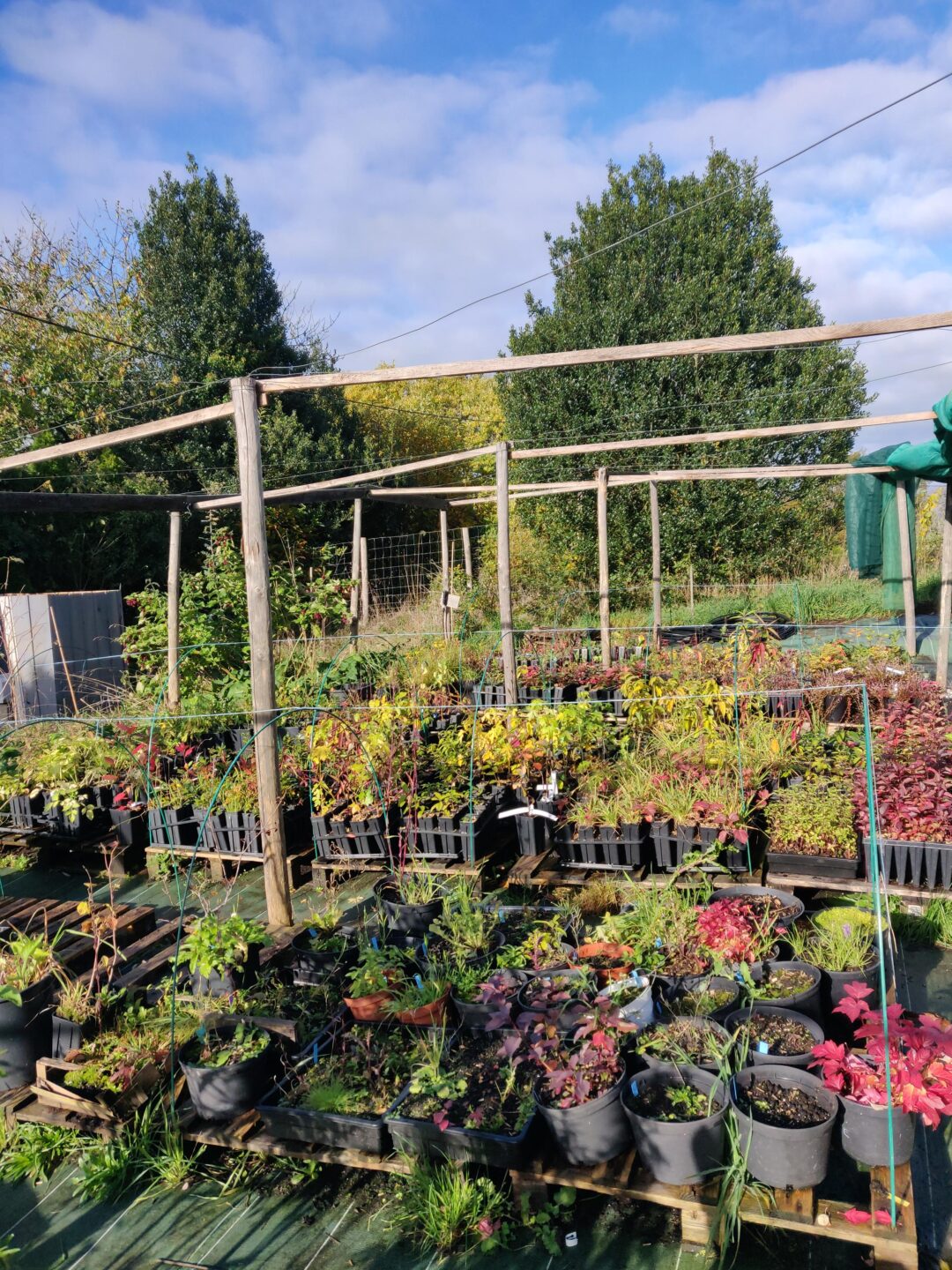 Atelier d&rsquo;initiation à la greffe d&rsquo;arbres fruitiers Pépinière des racines pour demain Pageas