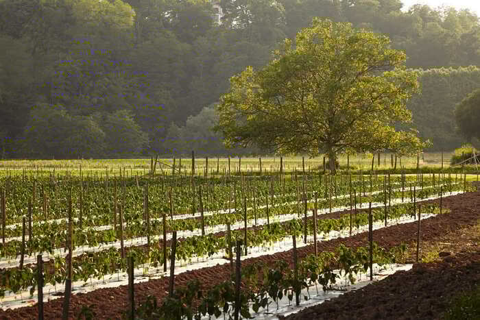 Atelier du piment, L&rsquo;atelier du Piment, Espelette