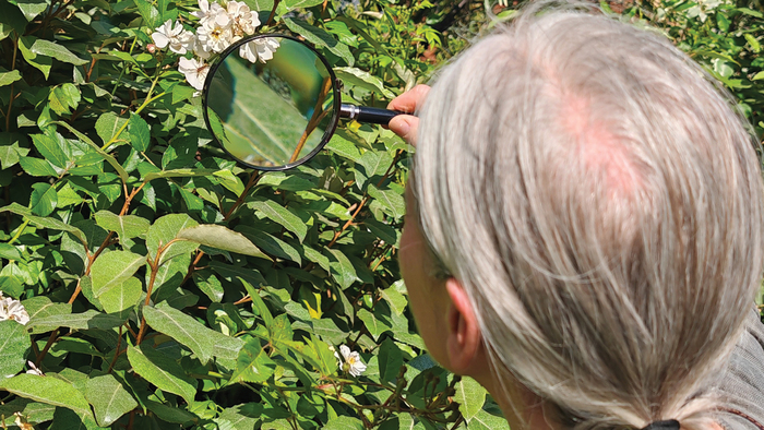 Atelier en continu « Le vivant à la loupe » / à la Pouponnière, La Pouponnière de Wazemmes, Lille