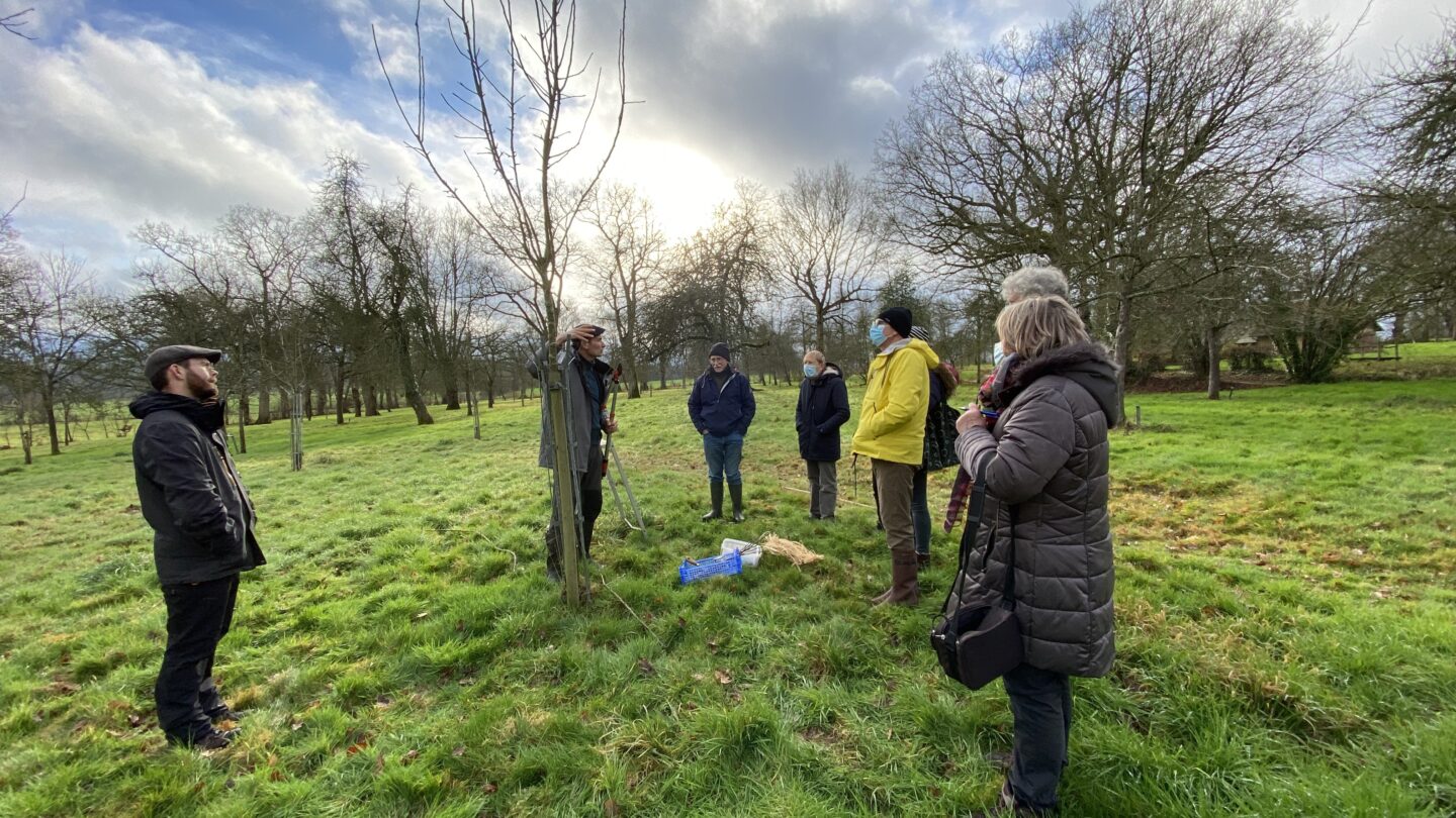 Atelier greffe de pommiers  Barenton