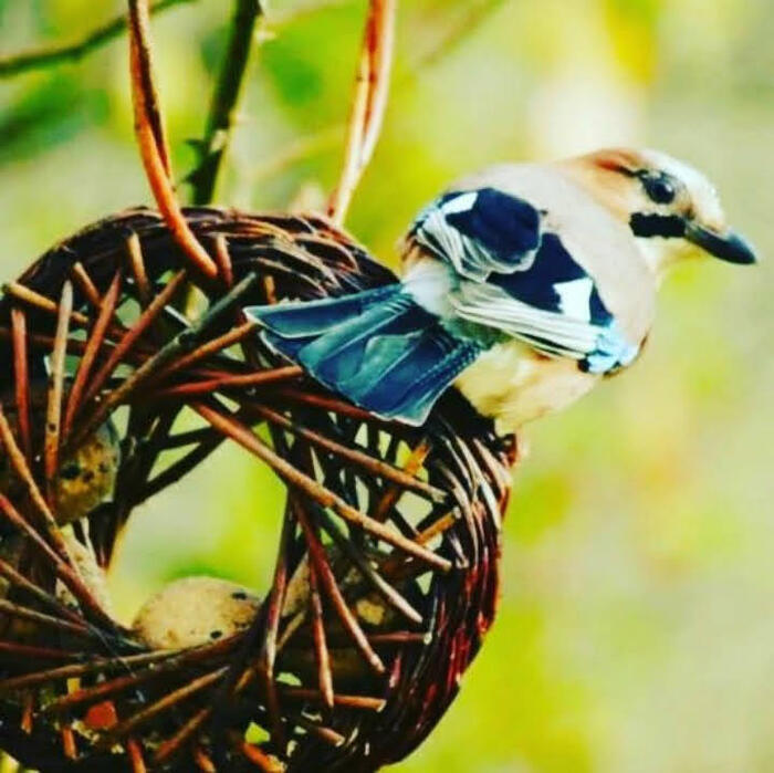 Atelier mangeoires mandala en osier Maison du parc naturel régional du Morvan Saint-Brisson