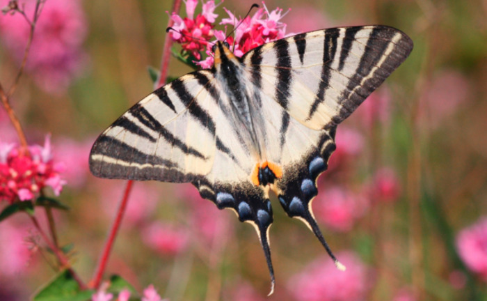 Atelier Nature - Les insectes volants Domaine
