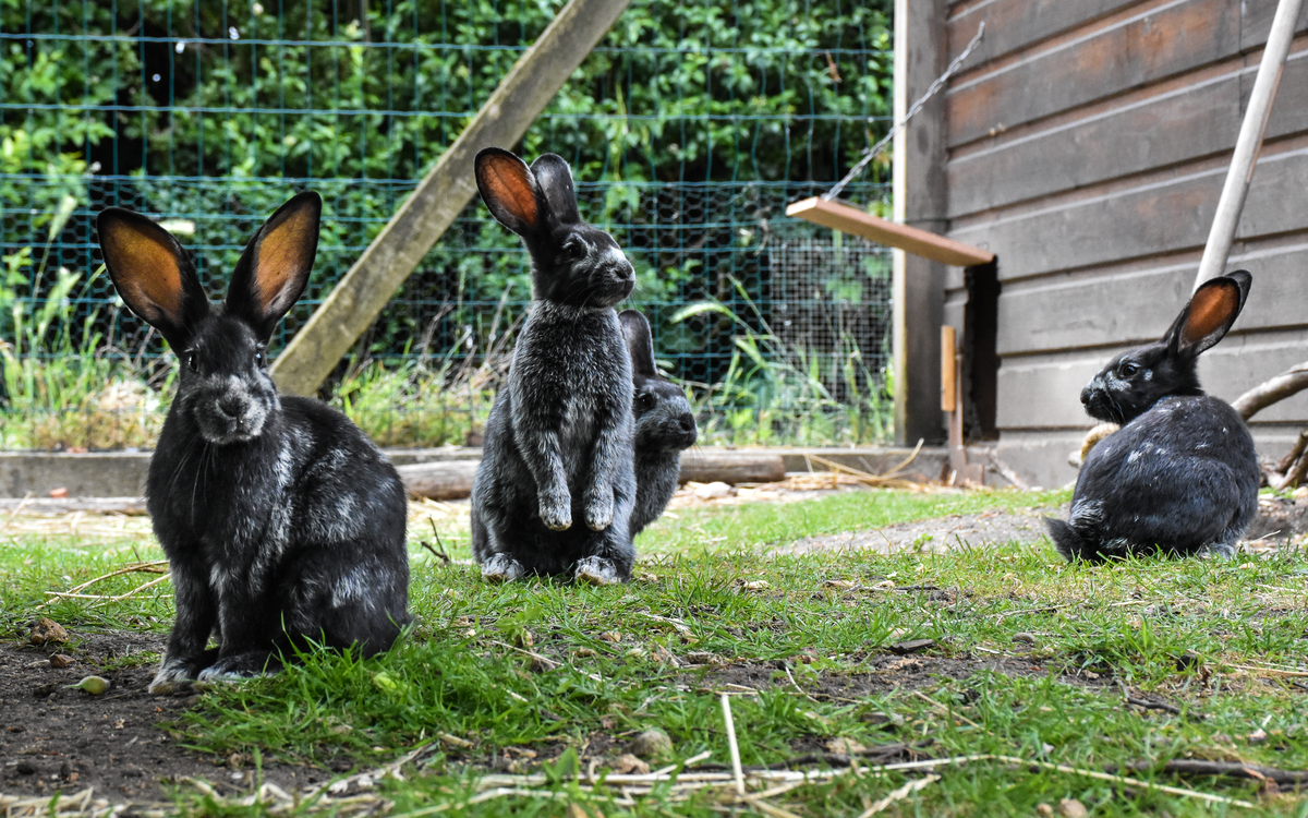 Atelier pratique à la Ferme pédagogique René-Binet dans le 18e Jardin René Binet PARIS