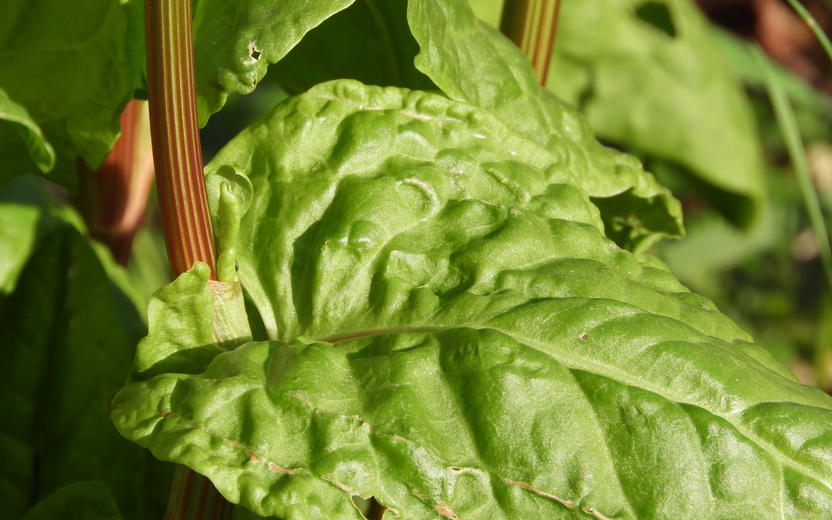 Atelier : que faire avec les fruits et légumes de saison Ferme de Paris Paris