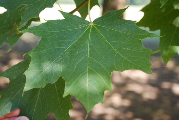 Atelier « reconnaître les arbres », Grille d&rsquo;honneur du parc de Noisiel, Noisiel