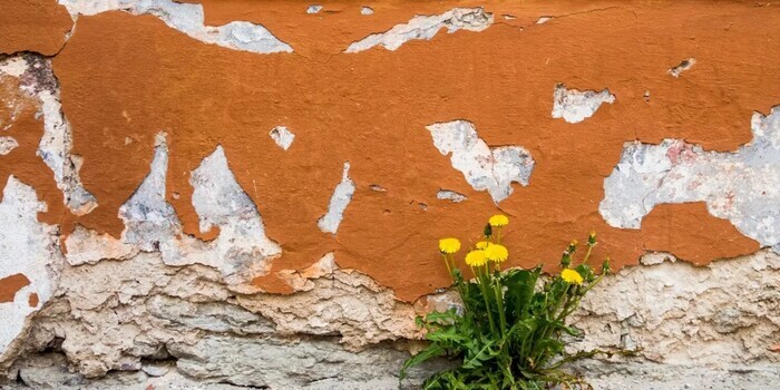 Atelier « Sauvages de ma rue », Le Dôme, Caen